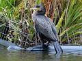2015-1022-1205_Cormorant_Cannon_Hill_Common_14C